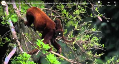 Videos Manu Nationalpark Peru