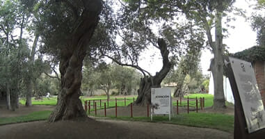 300 Jahre alter Olivenbaum
