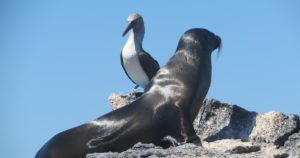 Galapagos-Insel Seelöwe Pelikan