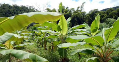 Bananen Farm in Satipo