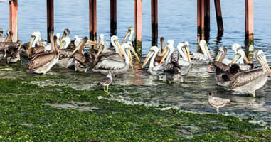 Pelikane im Hafen von Paracas