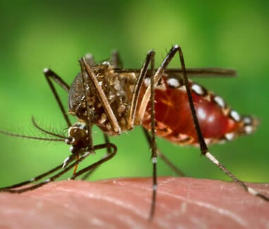 Aedes aegypti Mücke - Überträger des Gelbfiebervirus