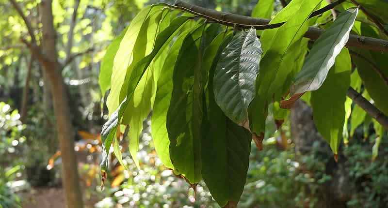 Peruanischer Kakao