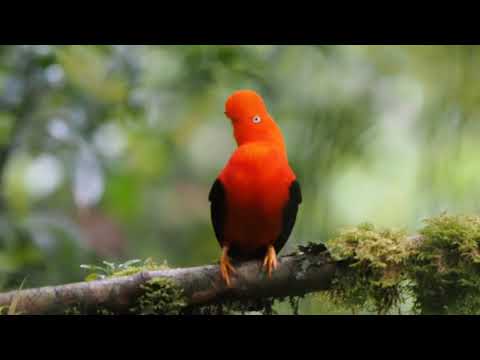 andean cock of the rock