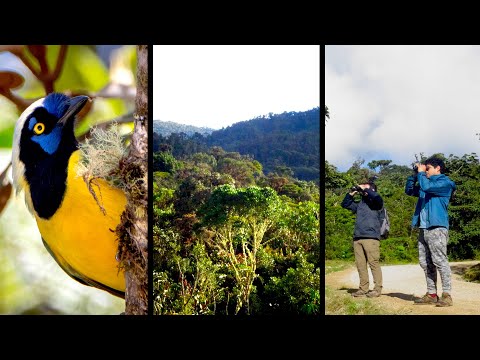 Observando aves en el Bosque de Shollet - Oxapampa (Perú)