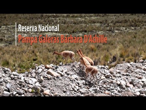 Reserva Nacional Pampa Galeras Bárbara D&#039;Achille | LaMecha.pe