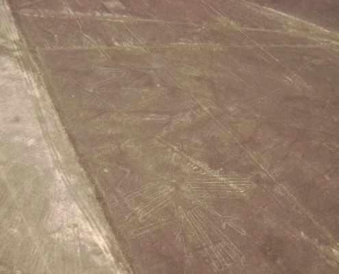 Líneas de Nazca Alcatras