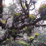 Der Andenkolibri für die Bestäubung dieser Bromelienart