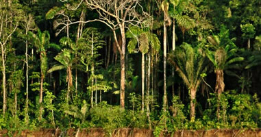 Der Regenwald im Manu Park