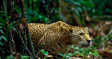 Jaguar und Puma sind die Spitzenprädatoren des Gebietes im Manu Park