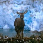 Der Andenhirsch