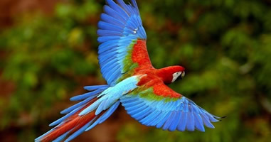 Farbenprächtige Vogelarten im Manu National Park