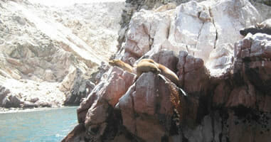 Seelöwen in Paracas