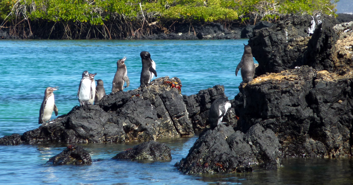 Abwechslungsreiche Südamerika-Reise: Von Galápagos nach Machu Picchu