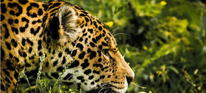Jaguar im Amazonas
