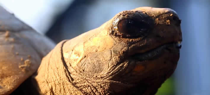 Schildkröte im Tambopata Nationalpark