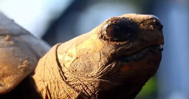 Schildkröte im Tambopata Nationalpark