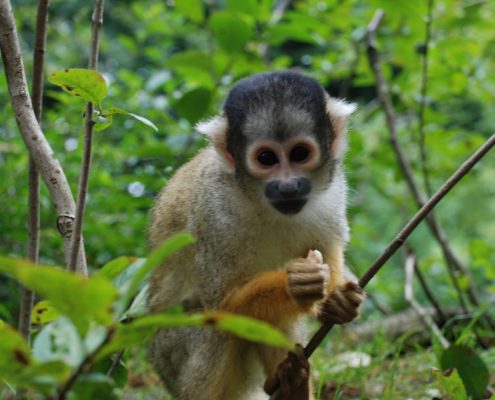 Limas Zoo - Der Parque de las Leyendas