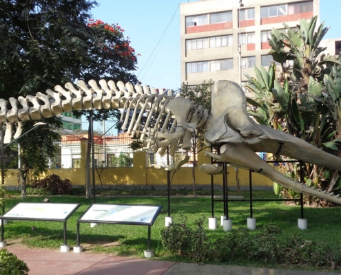 Museo de Historia Natural