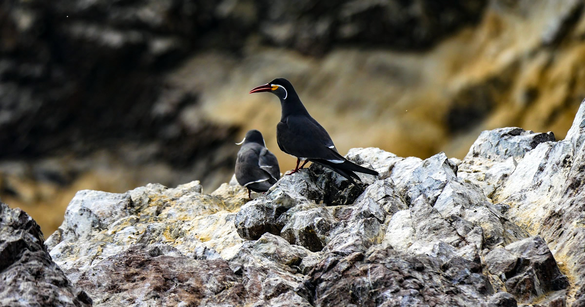 Islas Ballestas Peru