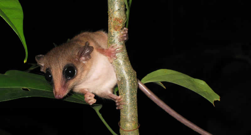 Mouse Possum Tambopata