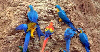 Papageien im Tambopata National Reserve