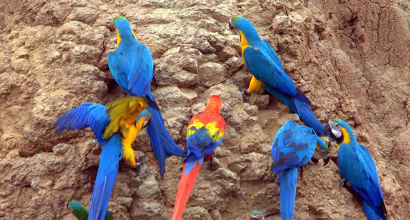 Papageien im Tambopata National Reserve