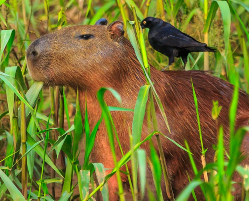 Tambopata Nationalpark