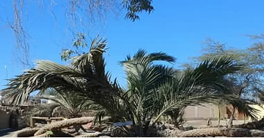 Las palmeras de siete Cabezas