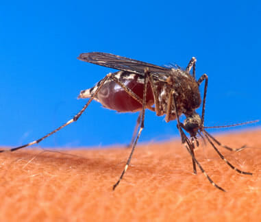 Aedes Ochlerotatus Mücke - Gelbfieber - schwarzes Erbrechen Überträger