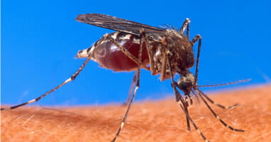 Gelbfieber Moskito Aedes Ochlerotatus