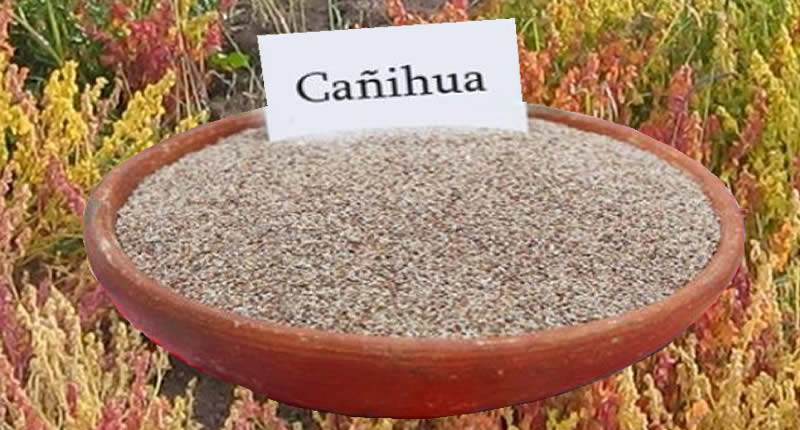 Cañihua Andenkorn Peru