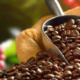 Peruanischer Kaffee aus Puno & Co: Entdecken Sie die Vielfalt des Kaffees im Land der Inkas