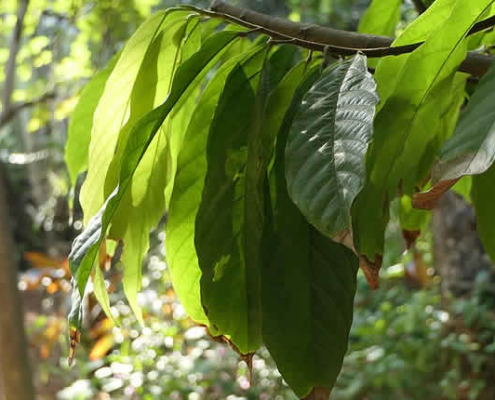 Peruanischer Kakao: Ein Geschmackserlebnis, das die Seele berührt