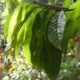 Peruanischer Kakao: Ein Geschmackserlebnis, das die Seele berührt