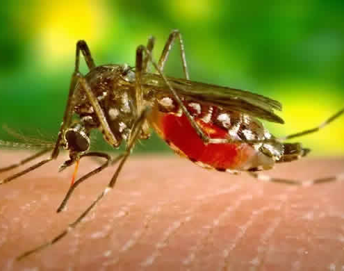 Dengue Fieber in Peru