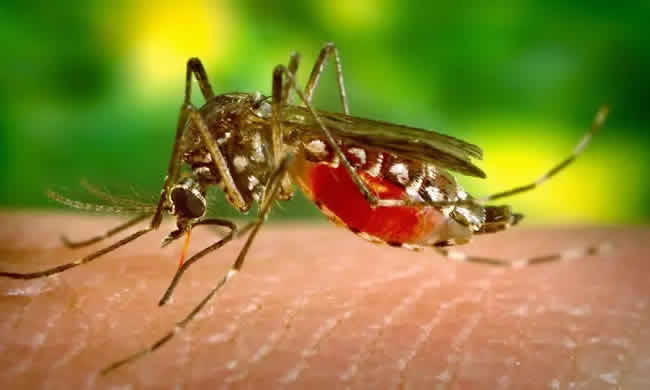 Dengue Fieber in Peru