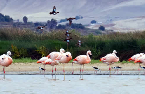 Lagunas de Mejía: Ein Paradies für Vogelbeobachter an der Küste Perus