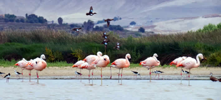 Lagunas de Mejía: Ein Paradies für Vogelbeobachter an der Küste Perus