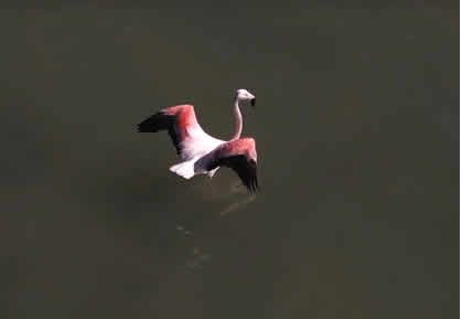 James-Flamingo im Reserva Salinas y Aguada Blanca Flamingo