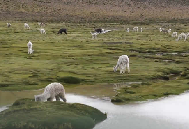 Reserva Nacional Salinas y Aguada Blanca, Flora y fauna