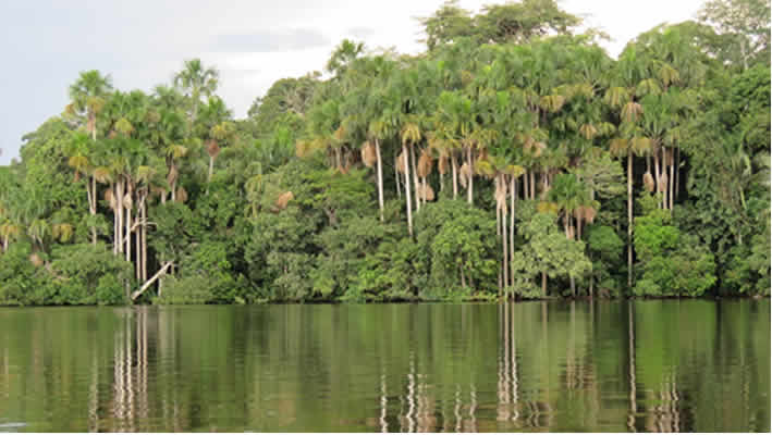 Palmeras de aguaje en la Reserva Nacional Pacaya Samiria