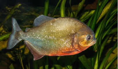 Roter Piranha