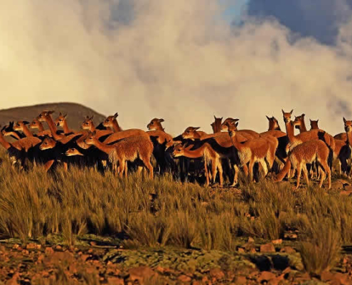 Reserva Nacional Pampa Galeras Bárbara D’Achille