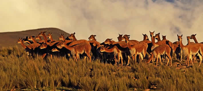 Reserva Nacional Pampa Galeras Bárbara D’Achille