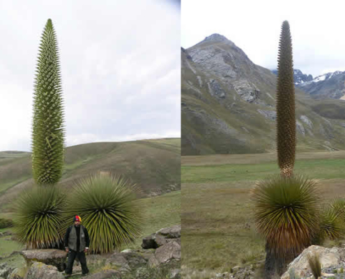 Bosque de Puya Raimondi – Titankayocc: Ein einzigartiges Naturwunder in den peruanischen Anden