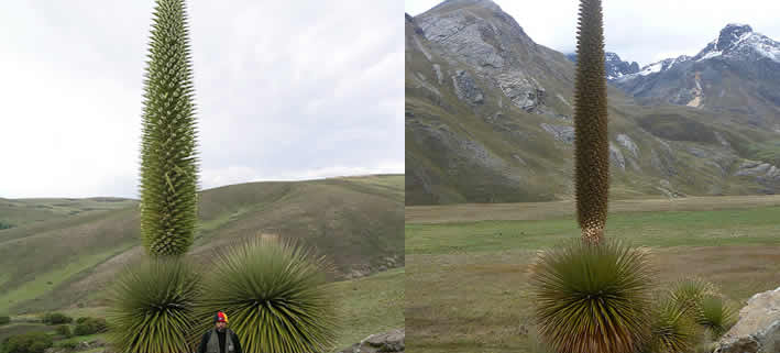 Bosque de Puya Raimondi – Titankayocc: Ein einzigartiges Naturwunder in den peruanischen Anden