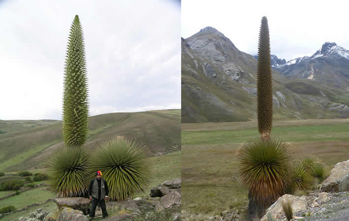 Bosque de Puya Raimondi - Titankayocc: una maravilla natural única en los Andes peruanos