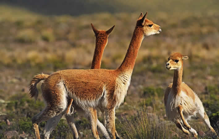 Vicuñas im Reserva Nacional Pampa Galeras