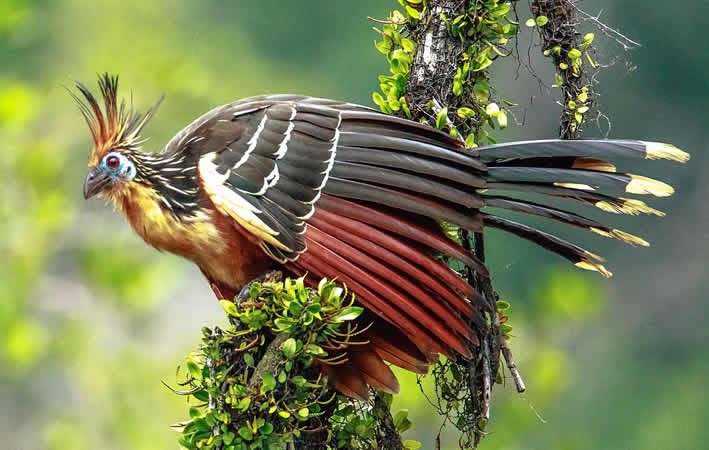 Hoatzin im Amazonas